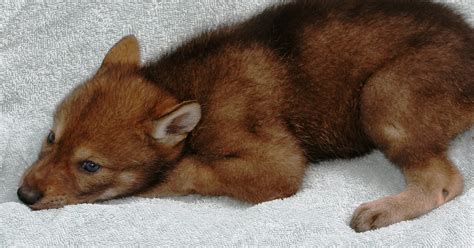 Red wolf pups to be named at zoo Saturday