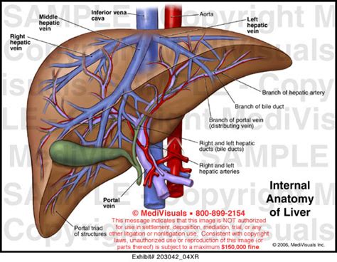 Internal Anatomy of Liver Medical Illustration Medivisuals