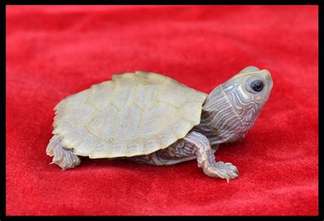 Northern Black Knobbed Map Turtle Size - FEQTUSI