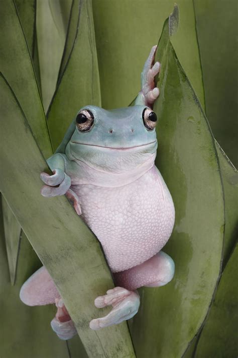 A Whites Tree Frogs Pose by Linda D Lester