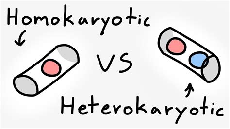 What is homokaryotic/heterokaryotic mycelium? Basidiomycetes - Home ...