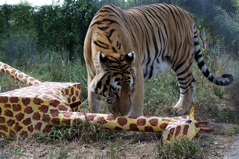 "Kid for a Day" Adult Camp - Carolina Tiger Rescue