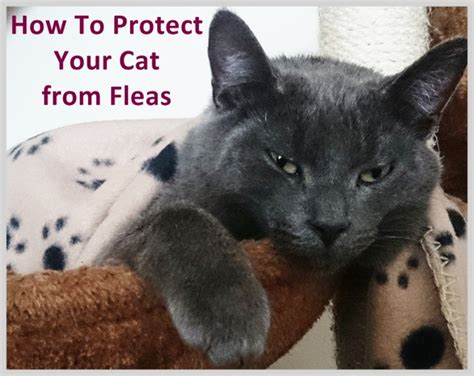 How To Get Rid of Fleas in Your Home Naturally, Effectively, and Safely ...