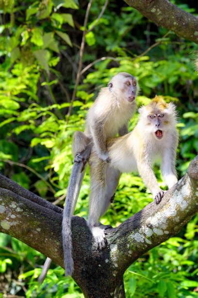 750+ Mating Monkeys Stock Photos, Pictures & Royalty-Free Images - iStock