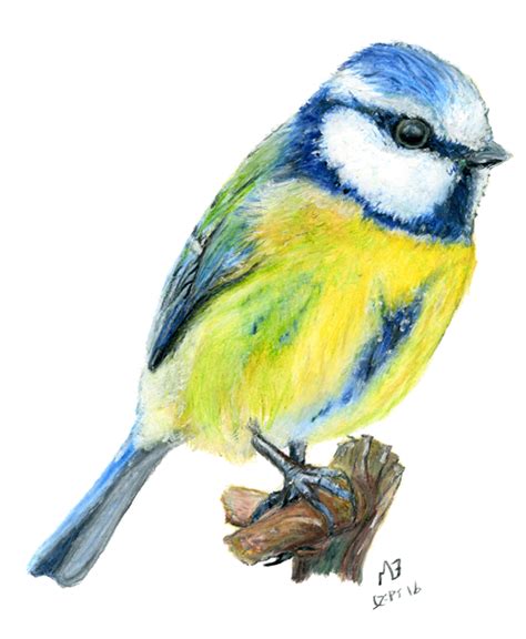 Pin on Bird art, watercolour pencil drawings