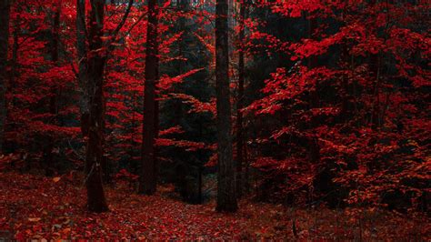 Forest Trees Autumn HD Wallpapers - Wallpaper Cave