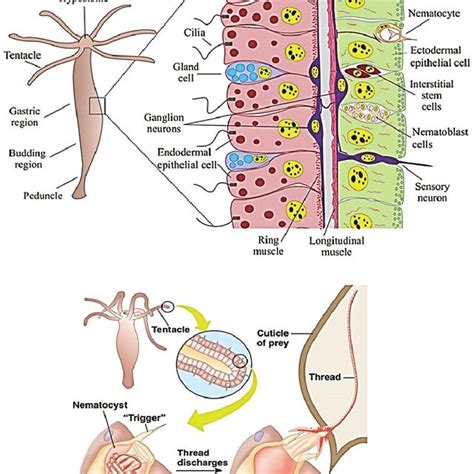 Hydra regeneration test. | Download Scientific Diagram