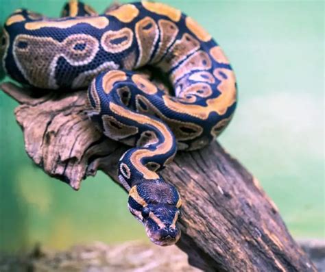 Python Snake Facts for Kids - KonnectHQ