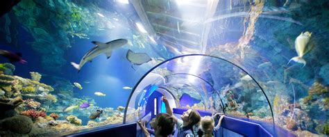 Bristol Aquarium | Bristol's biggest aquarium