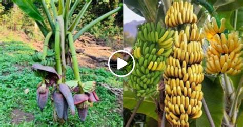 Simple Process of Growing, Harvesting, and Processing Bananas - Mixed ...