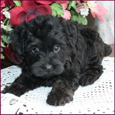 77+ Maltese Black Yorkie - l2sanpiero