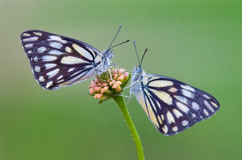 Depth of Field in Macro Photography: Digital Photography Review