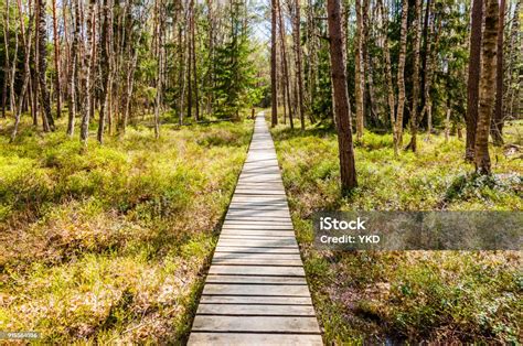 Wooden Plank Walkway In Trakai National Park Swamp Forest Stock Photo ...