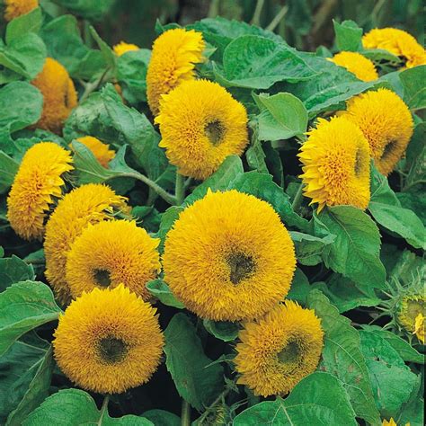 Sunflowers [Dwarf Sungold] Annual - Dutch Garden Nursery