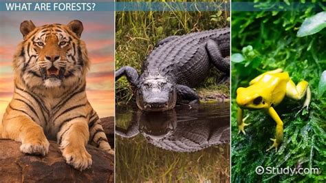 Forest Animals | Types & Examples - Lesson | Study.com