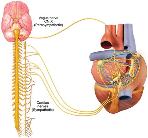 Autonomic Nervous System And Heart - Captions Ideas