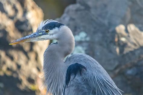 Close-Up Shot of a Great Blue Heron · Free Stock Photo