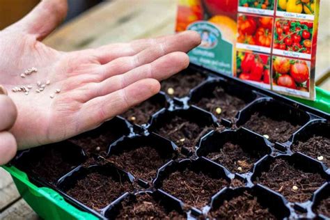 Tomato Seed Planting Time at Michael Edwards blog