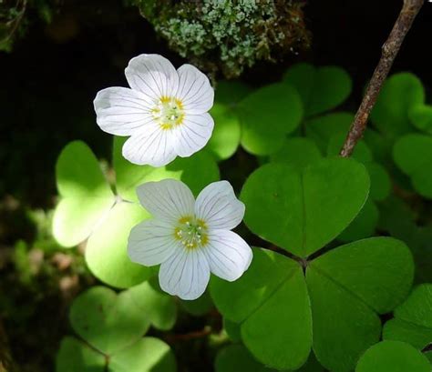 Common Garden Weeds UK: A Complete Identification Guide (2022)