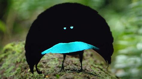 The Superb Bird-of-Paradise: An Eccentric Avian Dancer