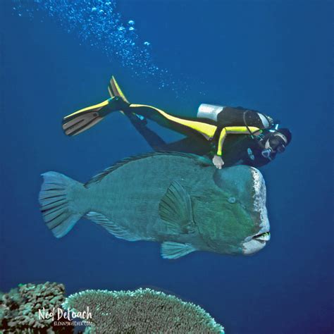 IG Bumphead Parrotfish, Bolbometopon muricatum, Ned DeLoach BlennyWatcher | Blenny Watcher