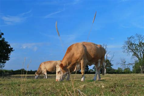 Simmental Cattle: Guide, Info & Facts