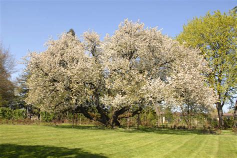 Photo of Black Cherry Tree by Photo Stock Source tree, Eugene, Oregon ...