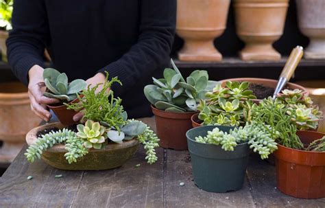 How to grow succulents indoors