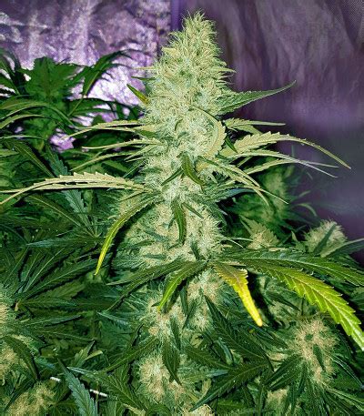 Buy Critical Purple Kush feminized seeds by Advanced Seeds - Herbies