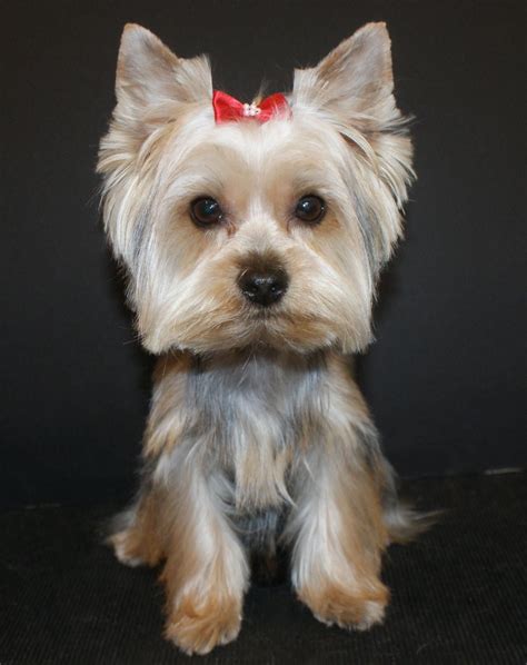 a small white dog with a red bow on it's head sitting in front of a black background