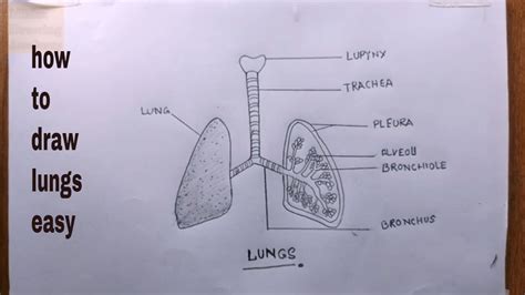 how to draw lungs and label it/lungs drawing - YouTube