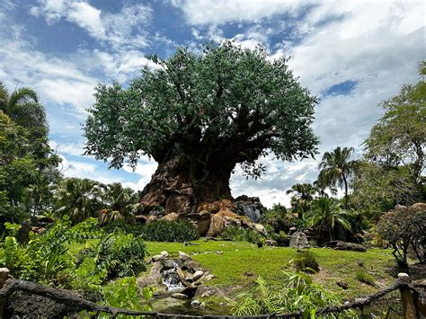 The Tree of Life - Disney's Animal Kingdom Theme Park