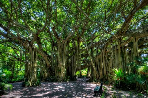 15 Health benefits and uses of Banyan tree you don't know about