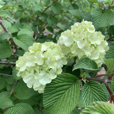 Plant Viburnum plicatum Opening Day™ by Tracy Woods in Videos | Plants Map