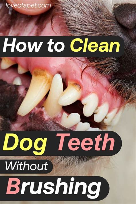 How to Clean Dog Teeth Without Brushing: 5 Easy Ways - Love Of A Pet | Dog teeth cleaning, Dog ...