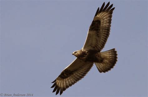 Brian's birding blog: Rough-legged Buzzard at Hay Lane