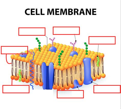 Phospholipid Bilayer Diagram | Quizlet