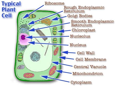 What Are The Parts Of Plant Cell And Their Functions - The Plant Cell ...