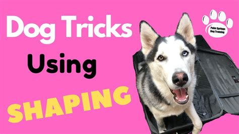 Learn How To Teach The Coolest Dog Tricks Using Shaping - Professional Dog Training Tips - YouTube