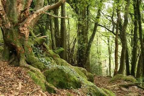 gardenless gardener: help save ancient forests of England - petition