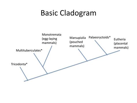 PPT - Phylogeny of Mammals PowerPoint Presentation, free download - ID:1912633