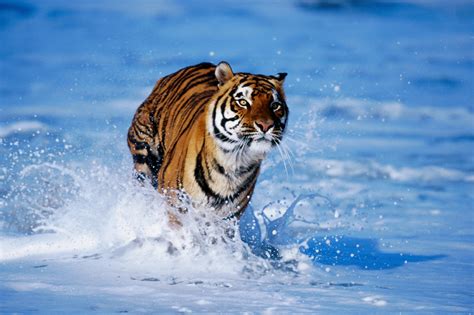 Bengal Tigers Pictures | Pictures of Tiger