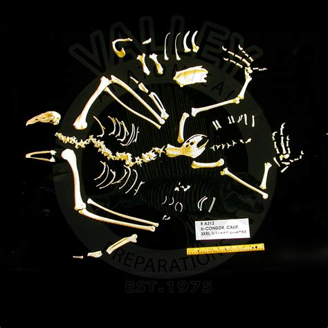 California Condor Disarticulated Skeleton - SkeletonsAndSkulls