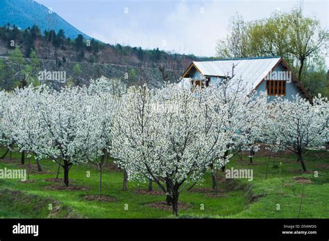 Apple Garden Kashmir | Fasci Garden