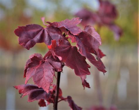 Crimson King Maple - Next Generation Landscape Nursery