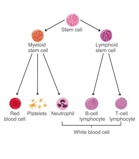 White Blood Cells Labelled