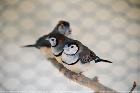 astrild bielolíci Owl Finch (australian: Double-barred Finch) | Animali