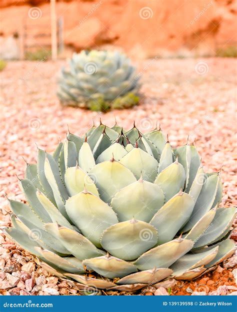 Cactus of Southern Utah in Midday Stock Photo - Image of desertplant, southern: 139139598