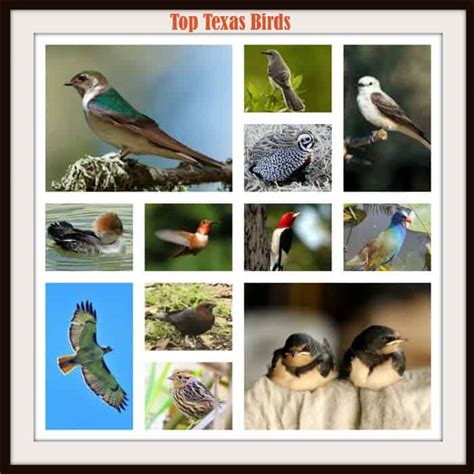 Texas Birds | Top 14 Birds of Texas | Texas Birds Identification