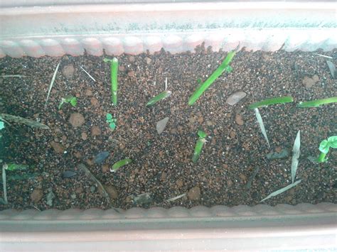 Home Science Experiment - Growing Plants From Stem Cuttings ~ Parenting Times